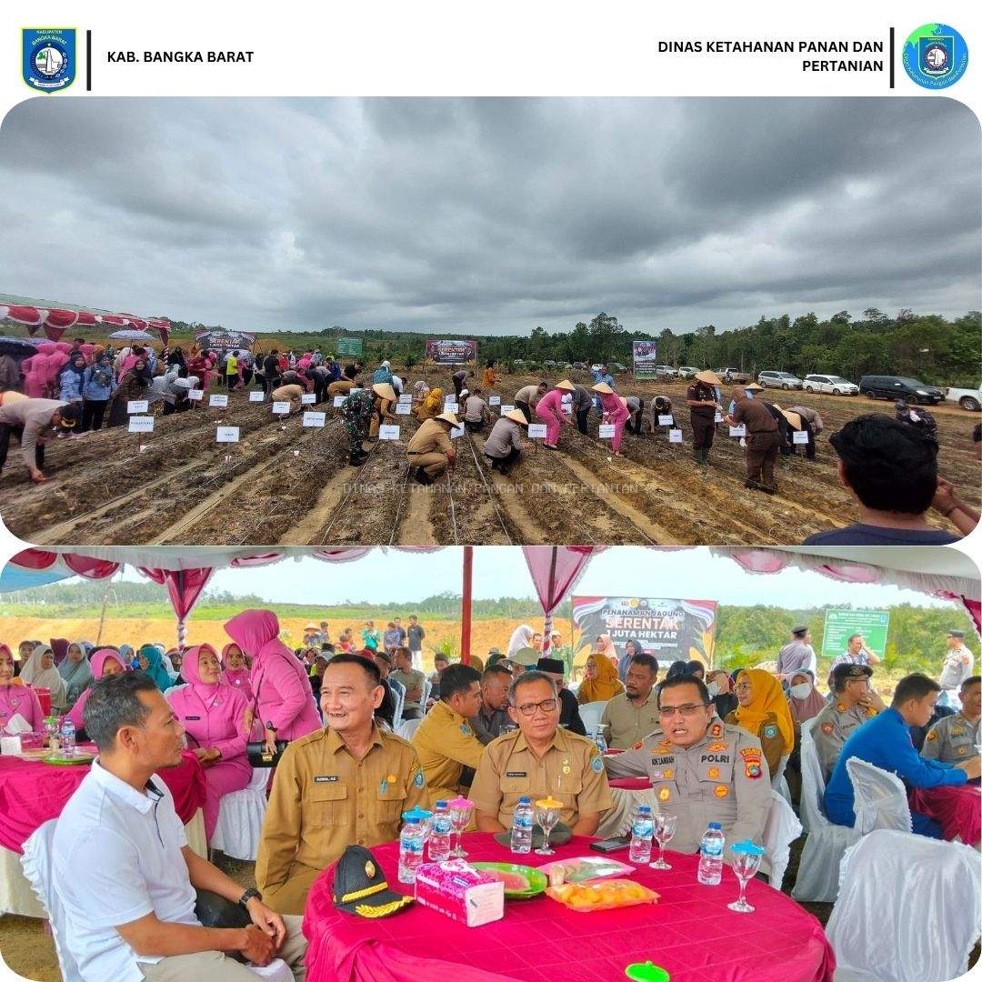 LAUNCHING TANAM JAGUNG SERENTAK SATU JUTA HEKTAR MENDUKUNG SWASEMBADA PANGAN NASIONAL KERJASAMA POLRES BANGKA BARAT DAN PEMERINTAH DAERAH KABUPATEN BANGKA BARAT